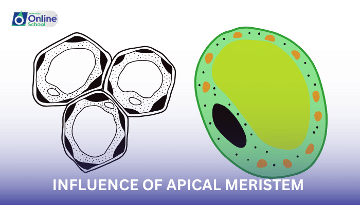 Lesson 21: Influence of Apical Meristem on Lateral Shoots